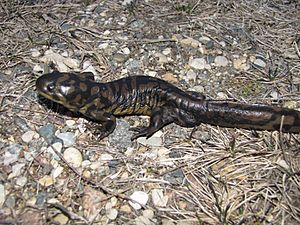 Tiger Salamander (6922589776)