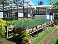 Tobago herb garden