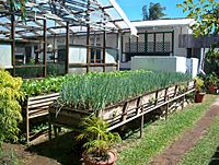 Tobago herb garden