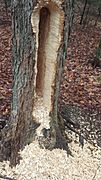 Tree damage from a pileated woodpecker
