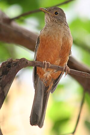 Turdus-rufiventris