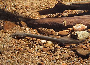 Western brook lamprey (Lampetra richardsoni) (9258476476)