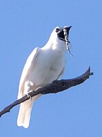 White Bellbird-Araponga-da-amazônia-Campanero blanco (Procnias albus) male (cropped)