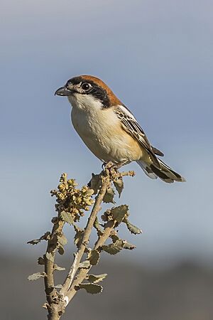 Woodchat shrike (Lanius senator senator).jpg
