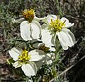Zinnia acerosa flowers