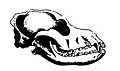 011. Skull of Spaniel
