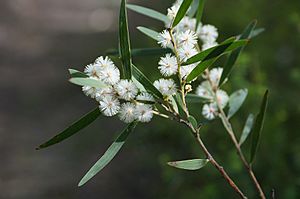 Acacia baeuerlenii - Winter flowering - Flickr - Tatters ❀ (1).jpg