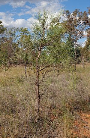 Acacia coriaceae.jpg