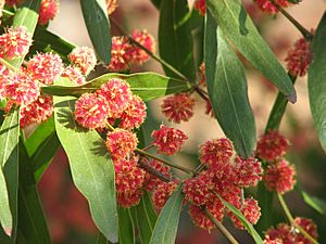 Acacia leprosa 'Scarlet Blaze' flowers.jpg