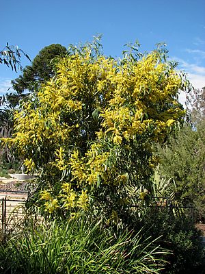 Acacia pycnantha 5145