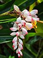 Alpinia zerumbet (Pers.) B.L.Burtt & R.M.Sm.-1