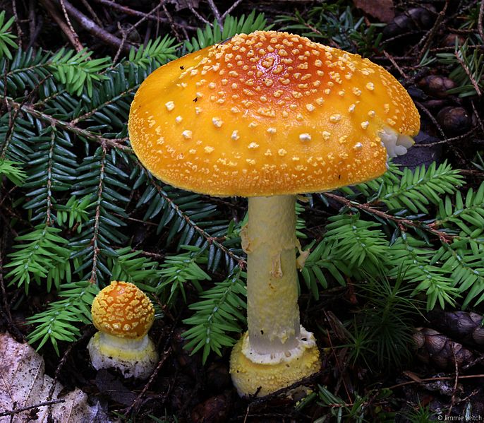 Amanita frostiana (Peck) Sacc 750397