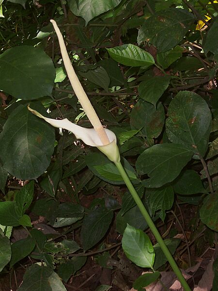 Amorp variab 051025-2047 stgd