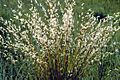 Andropogon scoparius