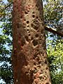 Angophora costata - trunk bark