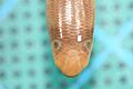 Anilios bituberculatus Currawinya NP 3