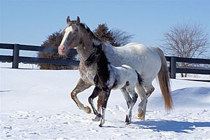 Appaloosasnowcapmareandfoal