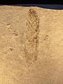 Archaeopteryx (Feather)