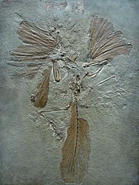 Archaeopteryx lithographica paris