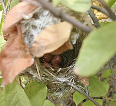Ashy Prinia (Prinia socialis) nest- eggs in West Indian Elm (Guazuma ulmifolia) in Hyderabad, AP W IMG 7496