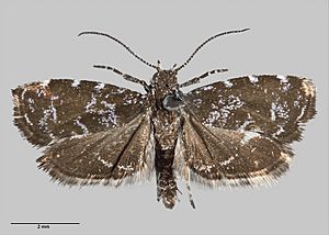 Asterivora chatuidea (Clarke, 1926) Male AMNZ14054.jpg