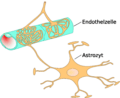 Astrocyte endothel interaction 01