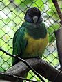 Barnardius zonarius (Wroclaw zoo)-1
