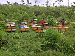 Beekeeping at Kawah Ijen, Indonesia