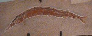 Belonostomus fossil cropped