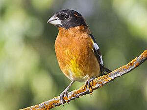 Black-headed Grosbeak, Pheucticus melanocephalus, male, alternate (breeding) plumage.jpg