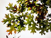 Black Oak Leaves - Flickr - treegrow