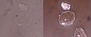 Brightfield phase contrast cell image