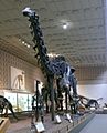 Brontosaurus Yale Peabody cropped