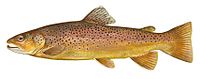 Drawing of brown trout