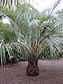 Butia eriospatha kz1