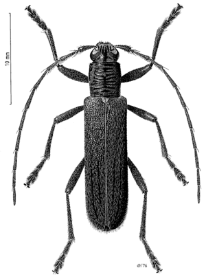 COLE Cerambycidae Oemona hirta.png