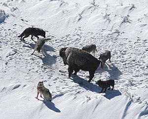 Canis lupus pack surrounding Bison
