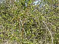 Carissa ovata thicket