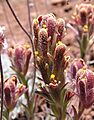 Castillejacinerea