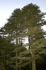 Middle-aged Cyprus cedars in Cyprus