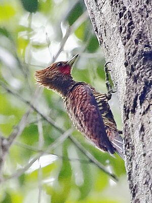 Celeus undatus - Waved woodpecker (male).jpg