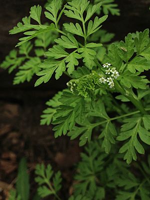 Chaerophyllum procumbens - Spreading Chervil.jpg