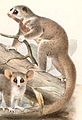 Cheirogaleus adipicaudatus 1894