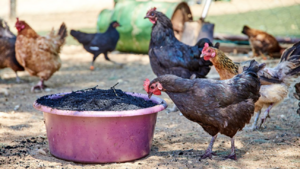 Chicken feeding on crushed biochar in Namibia