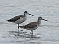 Common Greenshank & Nordmann's Greenshank, Cairns, Australia