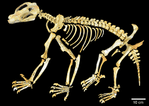 Composite Nimbadon lavarackorum skeleton from AL90, Riversleigh - journal.pone.0048213.g001