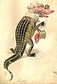 Comus 1873 Alligator