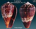 Conus guinaicus 1