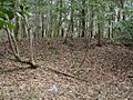Cooner's Cattle Mound SC NPS