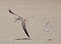 Core Banks - Black Skimmer chased by Least Tern - 02